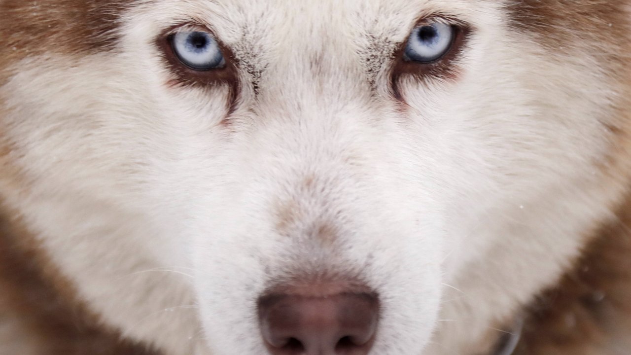 Siberian Huskys begeistern durch ihre blauen Augen und ihr treues Wesen.