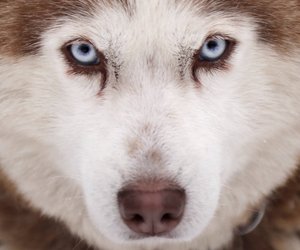 Siberian Husky: Welche Lebenserwartung hat diese Hunderasse?