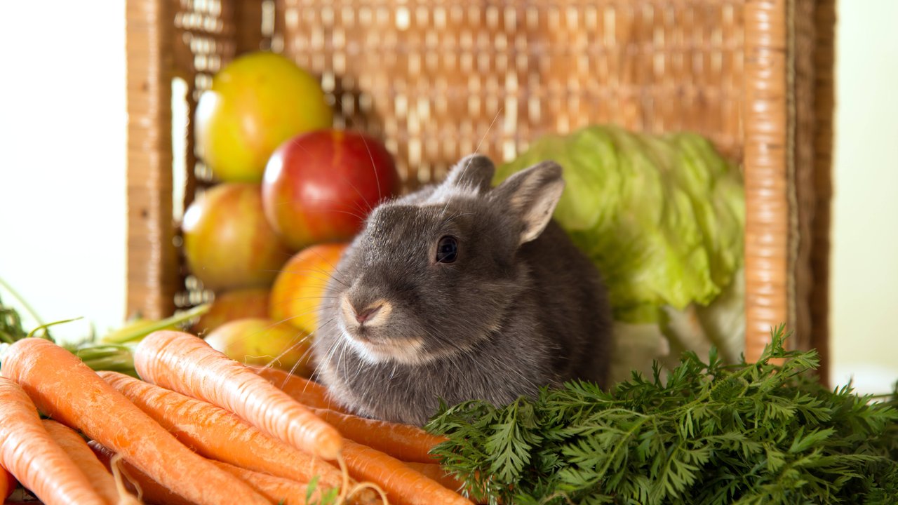 Bei Kaninchen stehen Obst und Gemüse ganz oben auf der Einkaufsliste. 