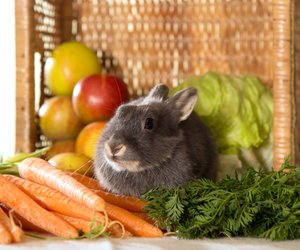 Dürfen Kaninchen Wassermelone essen? Das musst du beachten 