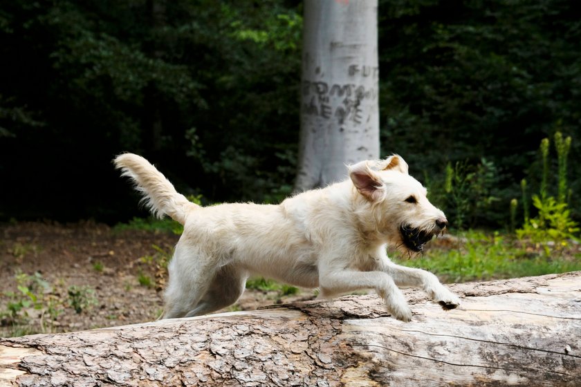 Hunderasse Labradoodle