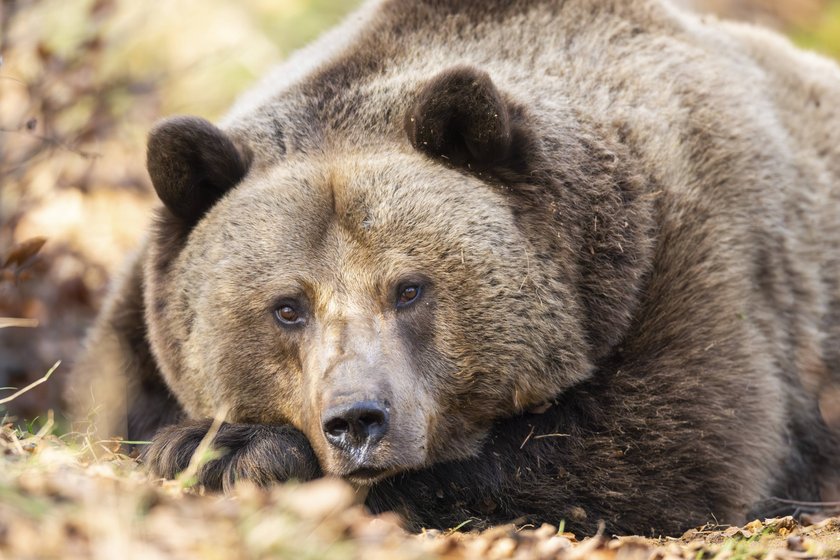 Braunbär liegend im Wald
