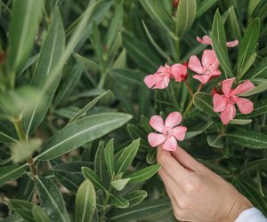 Wann blüht Oleander – und wie du ihn dabei unterstützt