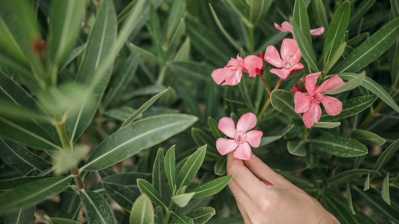 Oleander ist eine der beliebtesten Pflanzen.
