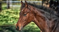 Pferde und ihre Lebenserwartung: So alt werden die Tiere