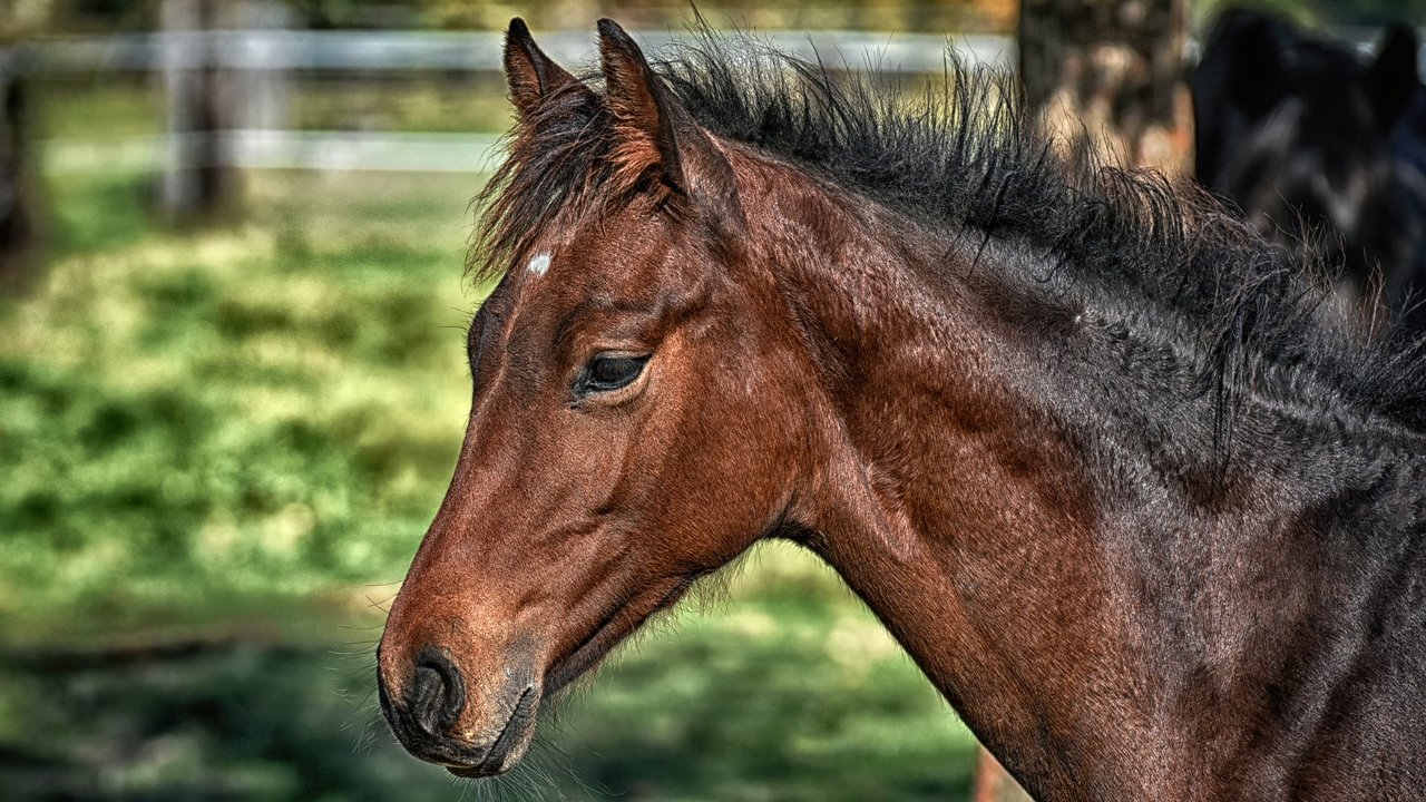 Lebenserwartung bei Pferden: Je nach Rasse werden die Tiere unterschiedlich alt.