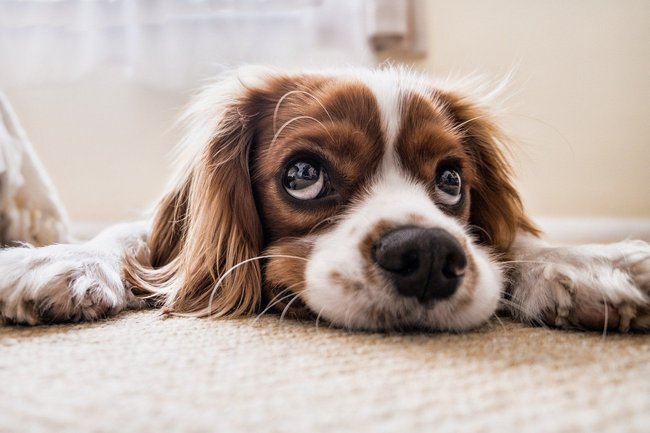Cavalier&#x20;King&#x20;Charles&#x20;Spaniel
