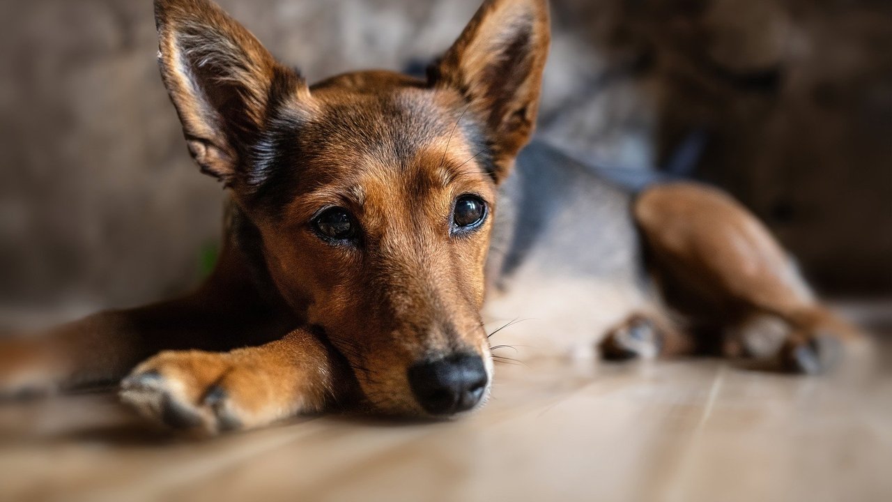 Hunde sind neugierig, stehen neuen Nahrungsmitteln aber manchmal skeptisch gegenüber.