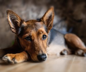 Gesund oder gefährlich: Dürfen Hunde sorglos Pflaumen essen? 