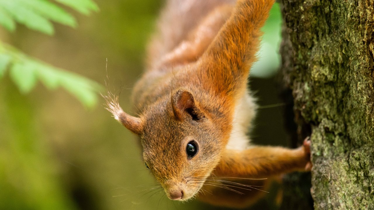 Schaffst du es, flink wie ein Eichhörnchen durch unser Quiz?