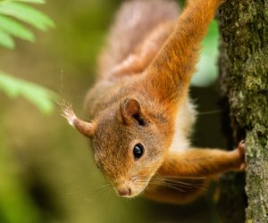 Zeige im Quiz, dass du alles über Eichhörnchen weißt