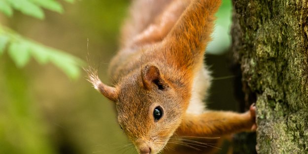 Zeige im Quiz, dass du alles über Eichhörnchen weißt