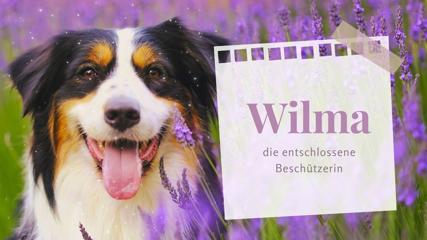 Die putzigsten weiblichen Hundenamen: Wilma