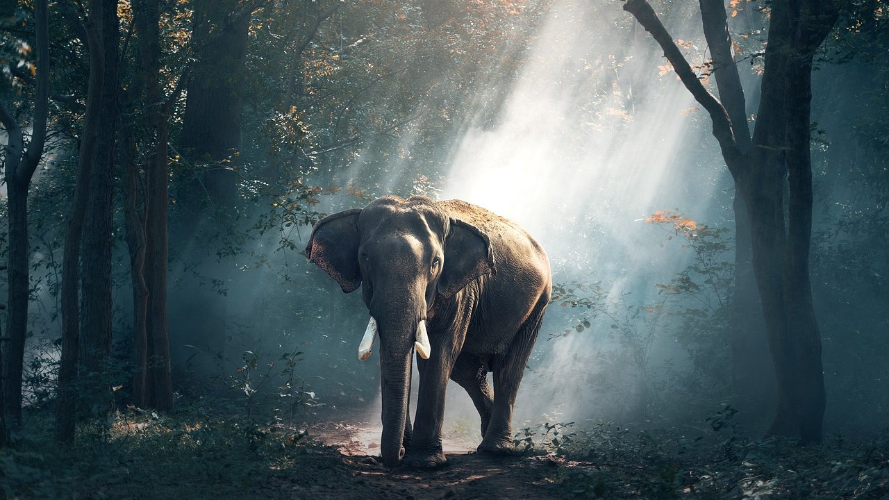 Zu den beliebtesten Tieren, die mit dem Buchstaben E beginnen, gehören die Elefanten.
