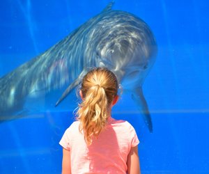 Wo ist das größte Aquarium der Welt?