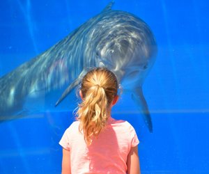 Wo ist das größte Aquarium der Welt?