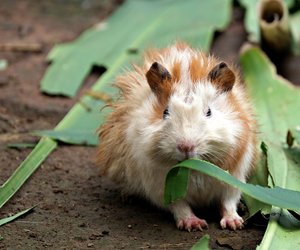 Dürfen Meerschweinchen Brokkoli essen? Das ist zu beachten