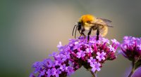 Insektenfreundliche Balkon-Pflanzen: Was ihr mit Kindern beachten müsst