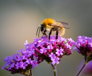 Insektenfreundliche Balkon-Pflanzen: Darauf solltest du mit Kindern achten