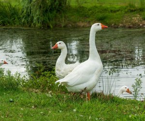 Was fressen Gänse und womit darfst du sie nicht füttern?