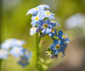 Ihr wollt euren Balkon in eine Blütenoase verwandeln? Diese Blumen müsst ihr noch im April anpflanzen