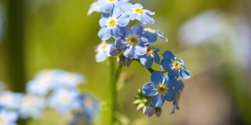 Ihr wollt euren Balkon in eine Blütenoase verwandeln? Diese Blumen müsst ihr noch im April anpflanzen