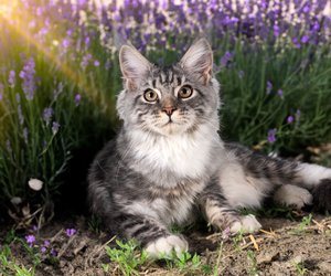 Diese Katzenrassen verlangen besondere Pflege und Aufmerksamkeit