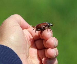 Was essen Maikäfer und warum fliegen sie nur im Mai?