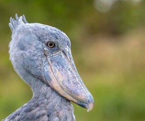 Schuhschnabel gefährlich: Das ist der böse dreinblickende Vogel