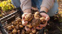 Ihr habt keinen Garten? So baut ihr Kartoffeln im Topf auf dem Balkon an