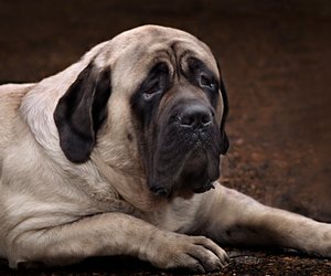 Der schwerste Hund der Welt: Diese Rasse kann so viel wie ein Erwachsener wiegen