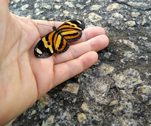 Wie lange leben Schmetterlinge? Ihr Lebenszyklus leicht erklärt