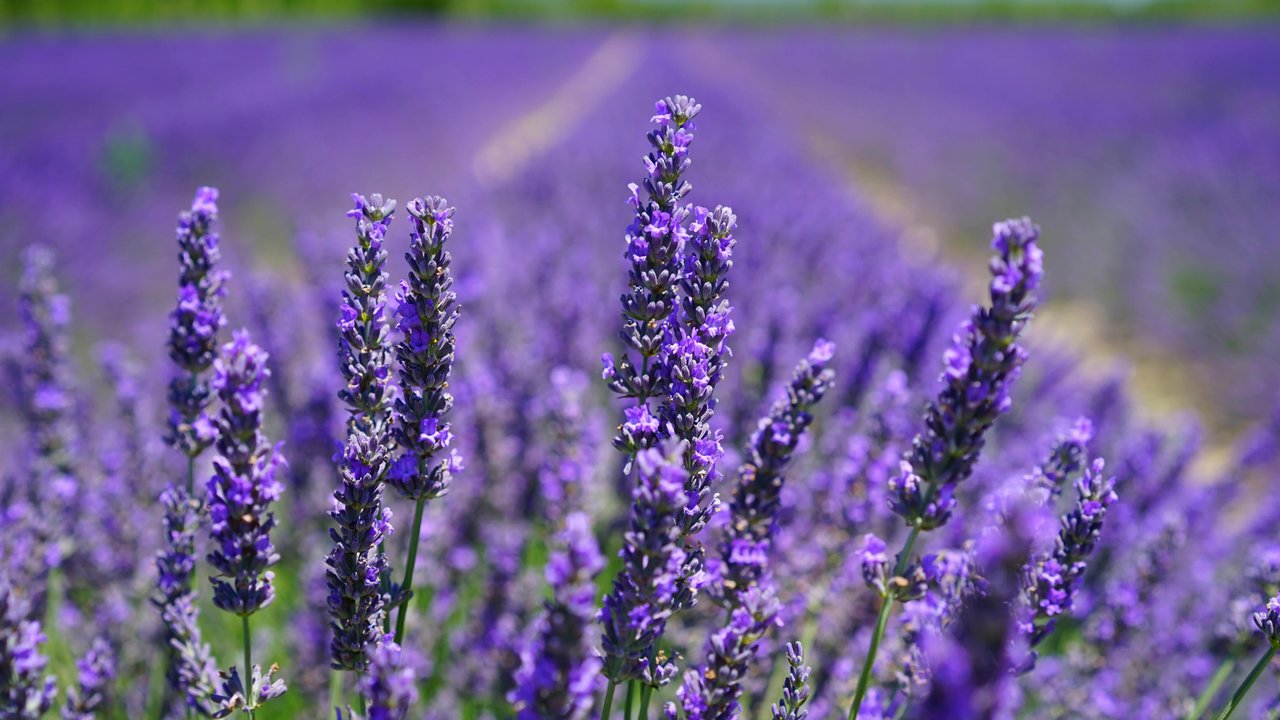 Lavendel kommt mit wenig Wasser besser zurecht als mit Staunässe.