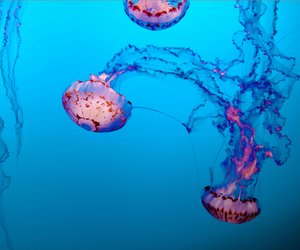 Tiere mit Q: Fällt dir eins ein?