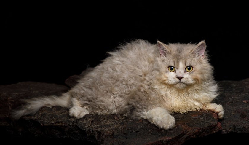 Selkirk Rex sind durch ihr lockiges Fell optisch außergewöhnlich.