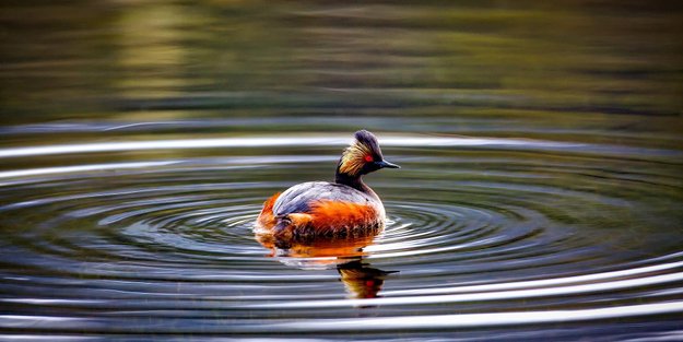 Vögel mit O: Kanntest du diese Piepmätze?