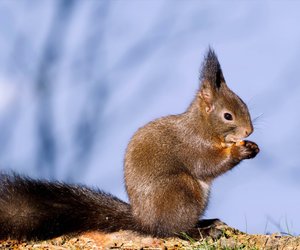Eichhörnchen als Haustier halten: Darf man das?