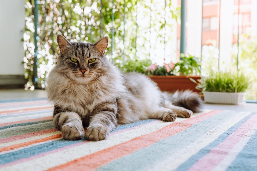 Maine Coon auf einem Teppich liegend