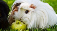 Dürfen Meerschweinchen Banane essen? Das musst du wissen 