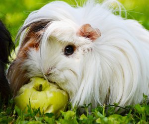 Dürfen Meerschweinchen Banane essen? Das musst du wissen 