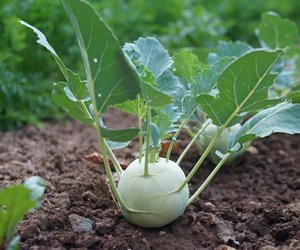 Kohlrabi fürs Baby: Darf dein Baby dieses Gemüse essen? tolles Gemüse