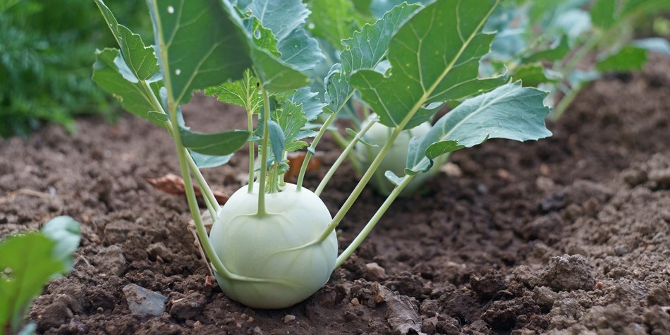 Kohlrabi fürs Baby: Darf dein Baby dieses Gemüse essen?