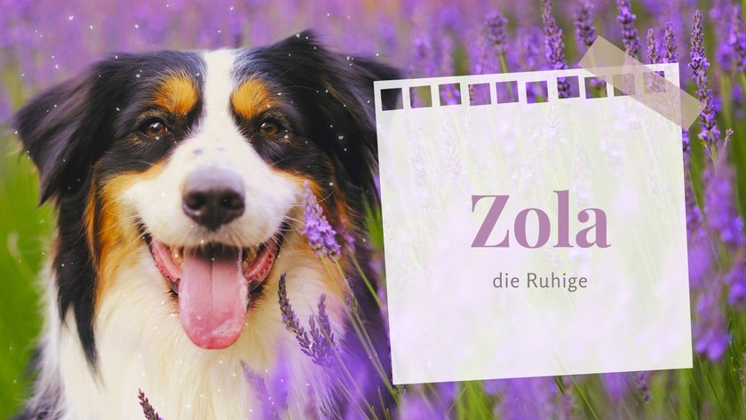 Die putzigsten weiblichen Hundenamen: Zola