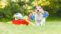 Hundespielzeug: Das sind die Testsieger bei Öko-Test