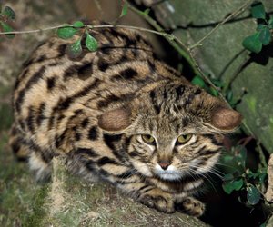 Kaum größer als ein Kätzchen: Das ist die gefährlichste Katze der Erde!
