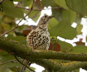 Misteldrossel oder Singdrossel? So erkennst du den Unterschied!