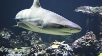 Wie alt werden Haie? Für Kinder erklärt
