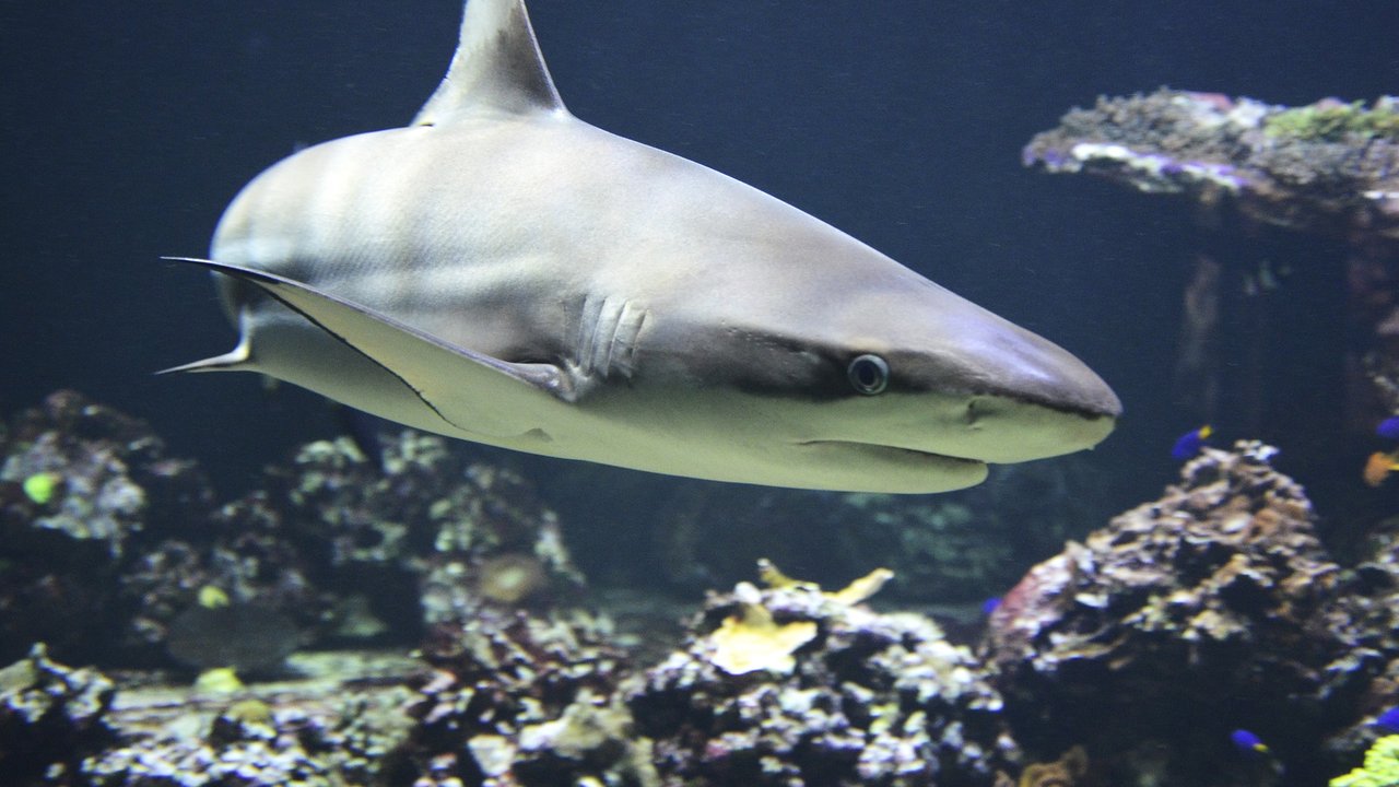 Haie können eine beachtliche Lebensspanne erreichen.