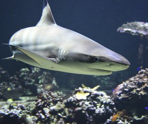 Wie alt werden Haie? Für Kinder erklärt