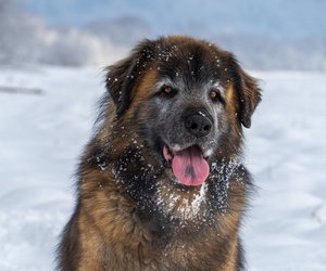 Leonberger Gewicht: Wie schwer wird diese prächtige Rasse?